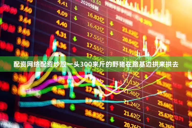 配资网络配资炒股一头300来斤的野猪在路基边拱来拱去